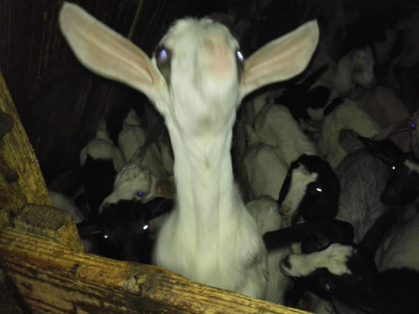 Seùlo B&B Helga'S Agricampeggio מראה חיצוני תמונה