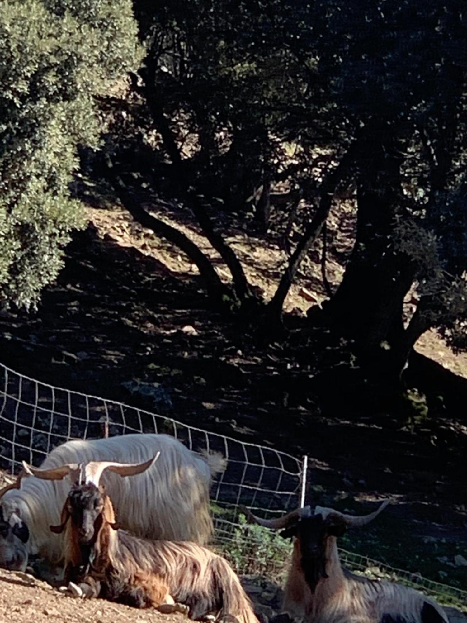 Seùlo B&B Helga'S Agricampeggio מראה חיצוני תמונה